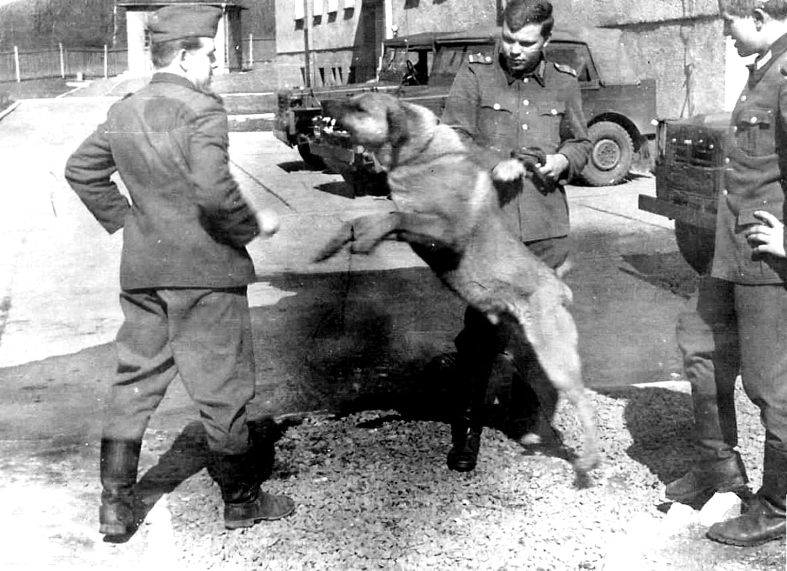 A guard dog for the border guards